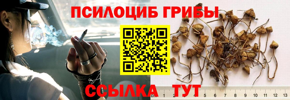 Псилоцибиновые грибы мицелий Каспийск